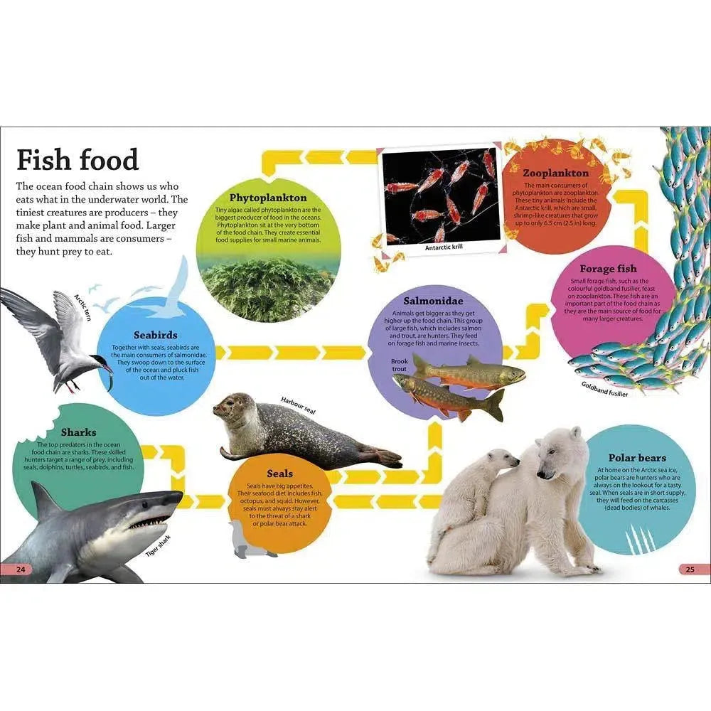 DKfindout! Oceans (Paperback) DK UK