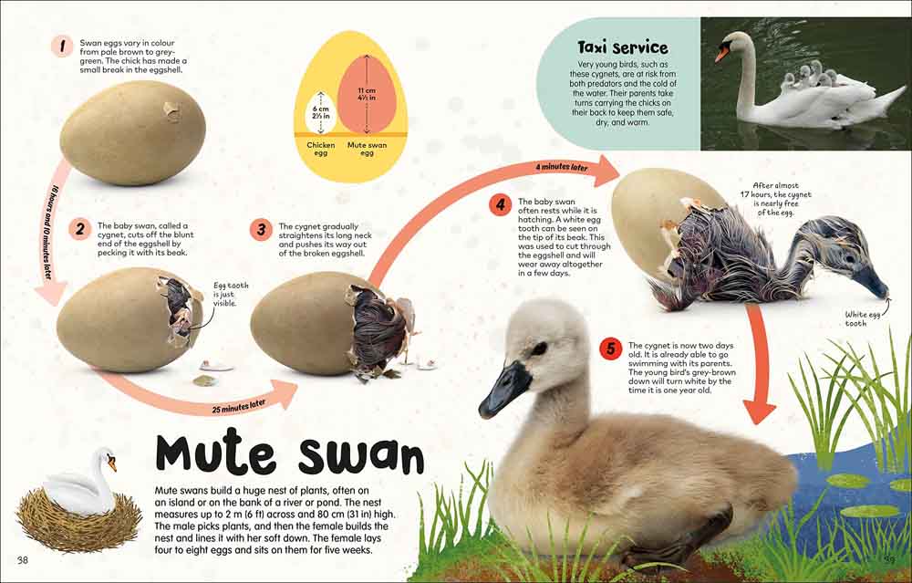 Egg Book, The-Nonfiction: 動物植物 Animal & Plant-買書書 BuyBookBook
