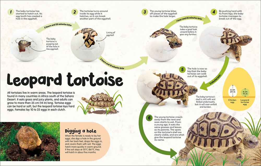 Egg Book, The-Nonfiction: 動物植物 Animal & Plant-買書書 BuyBookBook