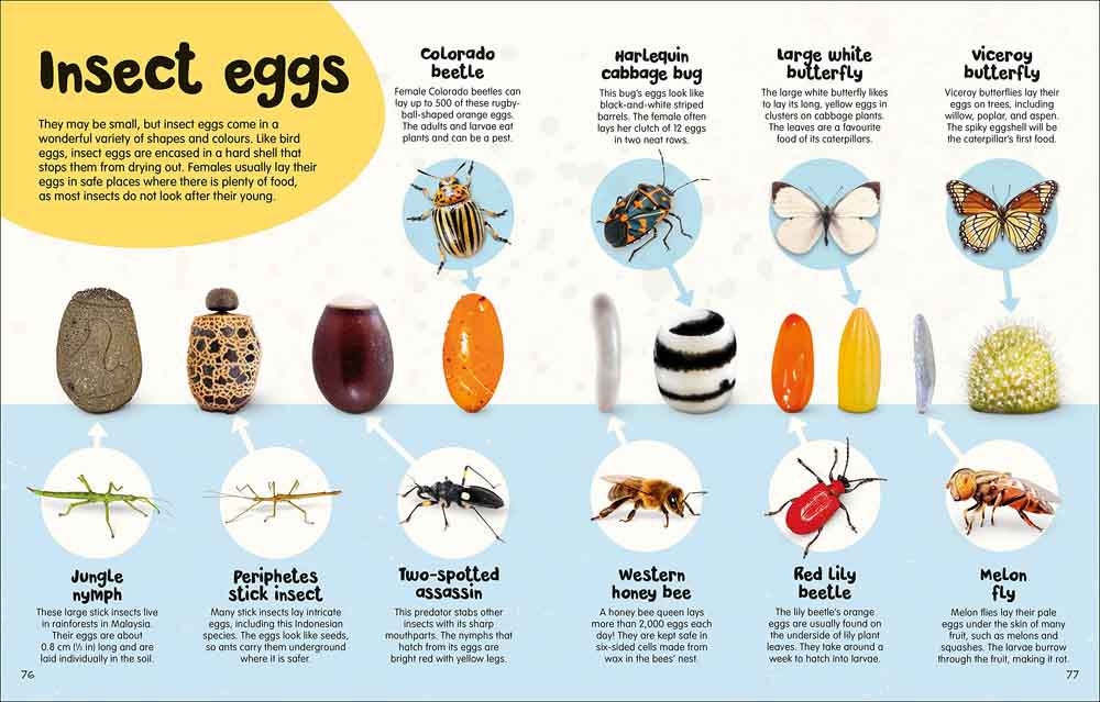 Egg Book, The-Nonfiction: 動物植物 Animal & Plant-買書書 BuyBookBook