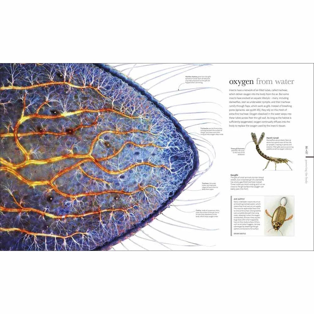 Micro Life (Hardback) DK UK