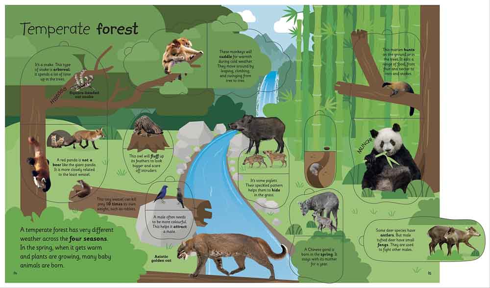 My Very Important Lift-the-Flap Book - Animals-Nonfiction: 常識通識 General Knowledge-買書書 BuyBookBook