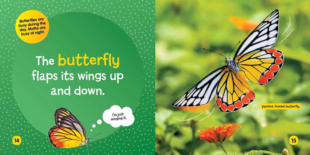 NGK Little Kids First Board Book: Insects (Board Book) - 買書書 BuyBookBook