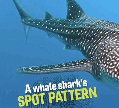 Weird But True! Sharks