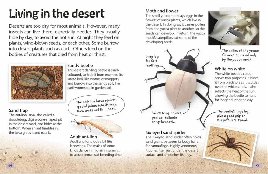 Nature Explorers - Insects and Spiders DK UK