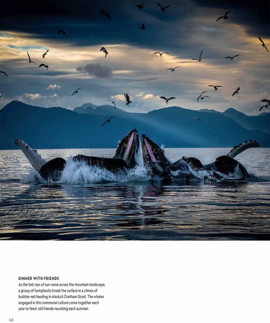 Secrets of the Whales (Hardback) - 買書書 BuyBookBook