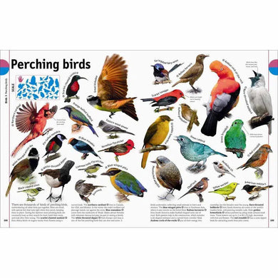 The Animal Book: A Visual Encyclopedia of Life on Earth (Reference) DK UK