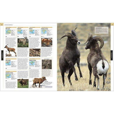 The Definitive Visual Guide - Animal (Hardback) DK UK