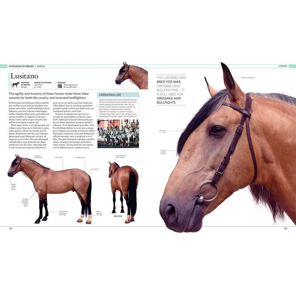 The Horse Encyclopedia (Hardback) DK UK