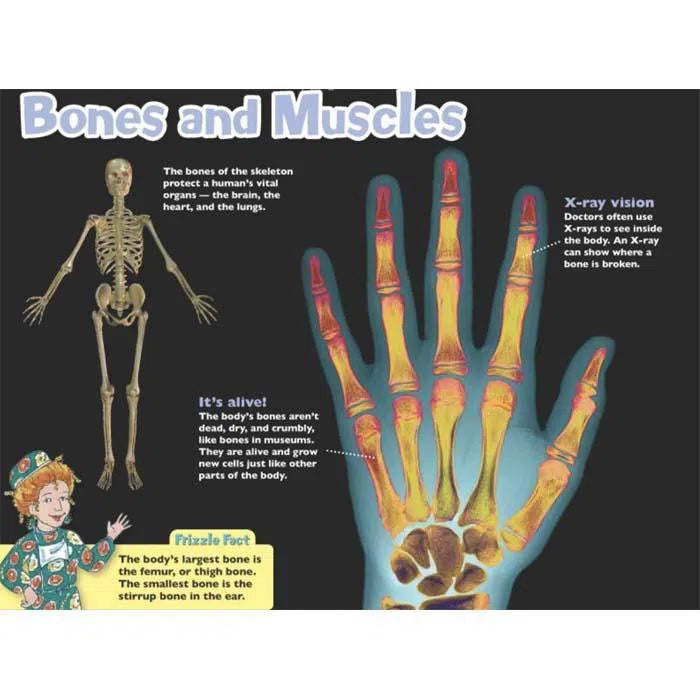 Magic School Bus Presents The Human Body Scholastic