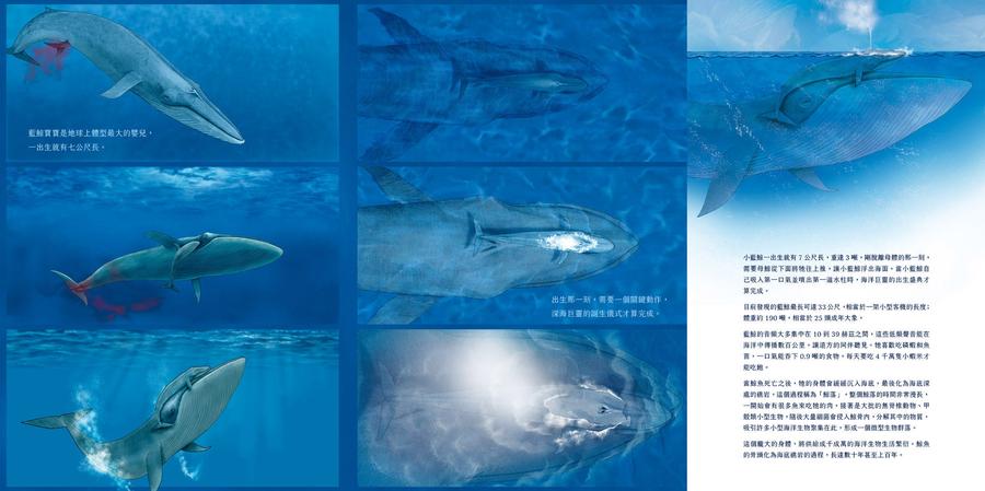 深海之生‧深海之聲(雙頭書 × 雙封面,隨書贈「鯨魚之歌」明信片組2張)-Children’s / Teenage general interest: Nature and animals-買書書 BuyBookBook