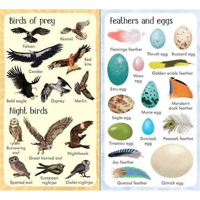 Usborne 199 Birds Usborne