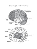 A Brief History of Intelligence (Max S. Bennett)-History and Archaeology-買書書 BuyBookBook