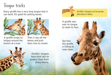 Giraffes interior 1 (ISBN 9781474968065) [onix-asset:5c8e08b7a5815f0143392e3c56fec3620464f433c1d18f45d522ca9b95a59a9b]