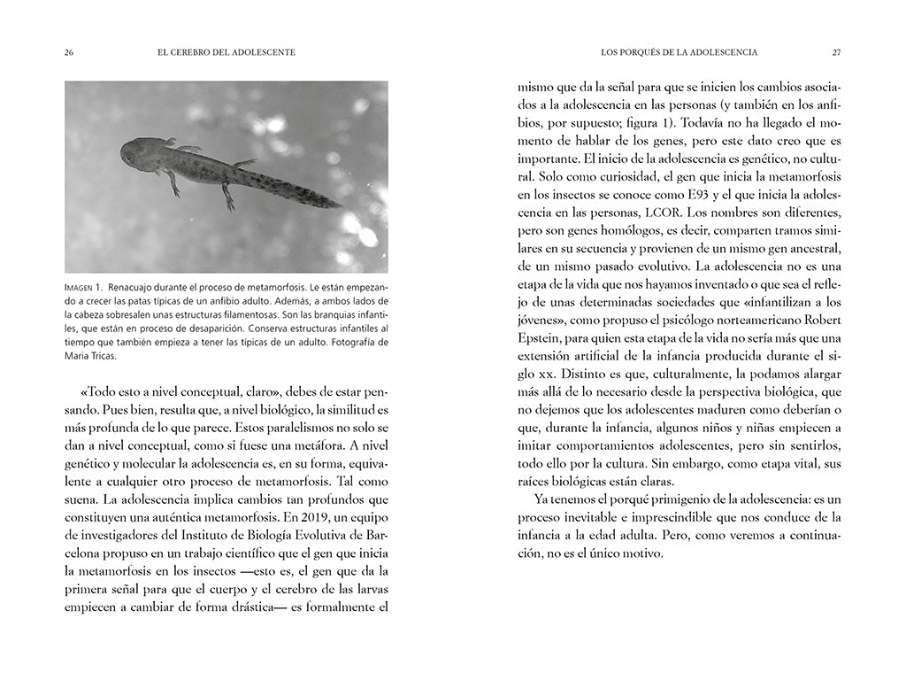 El cerebro del adolescente: Descubre cómo funciona para entenderlos y acompañarlos / The Teenage Brain: Explore Its Workings to Understand and Support Them interior 1 (ISBN 9788425361357) [onix:4fbf508be7b2f07d1239e6ffbefef2fa]