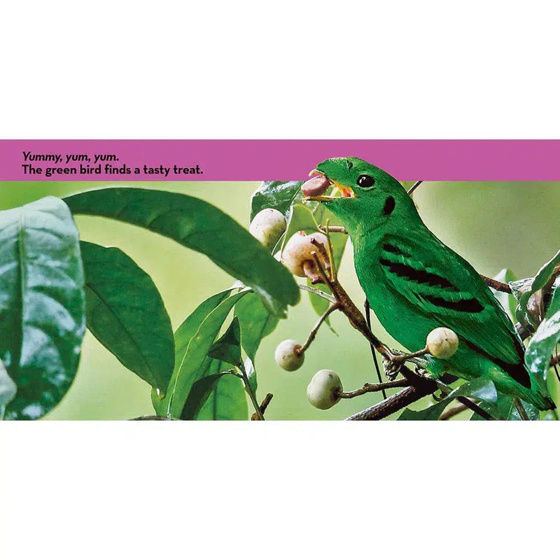 NGK Look and Learn: Birds (Board Book) National Geographic