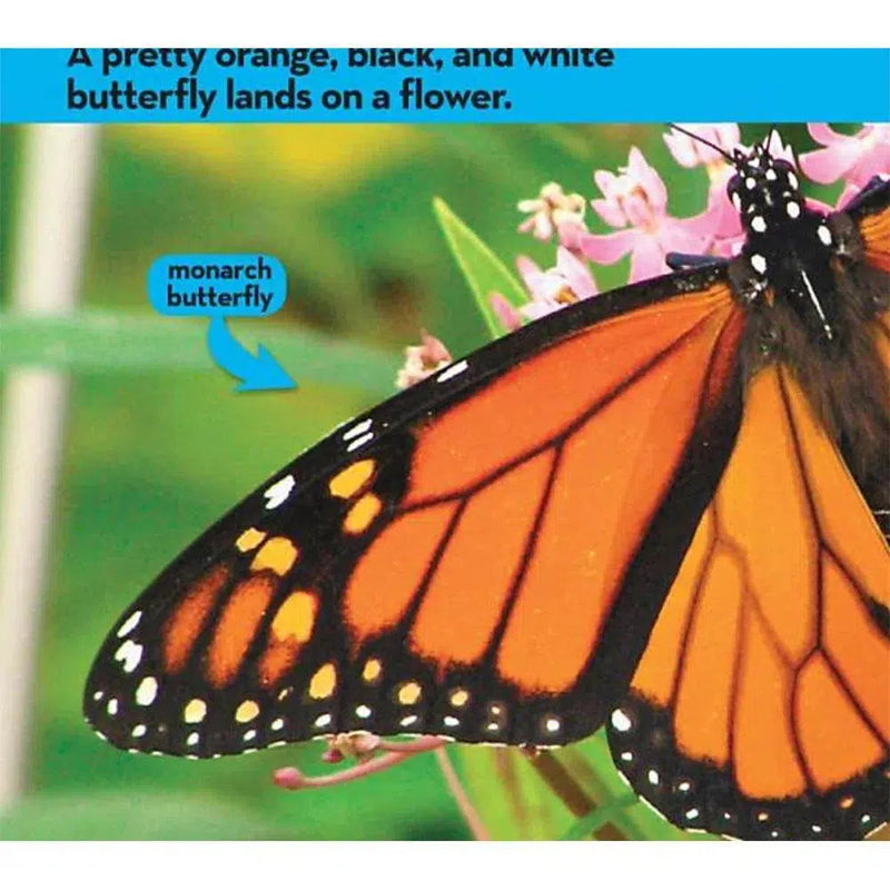 NGK Look and Learn: Caterpillar to Butterfly (Board Book) National Geographic