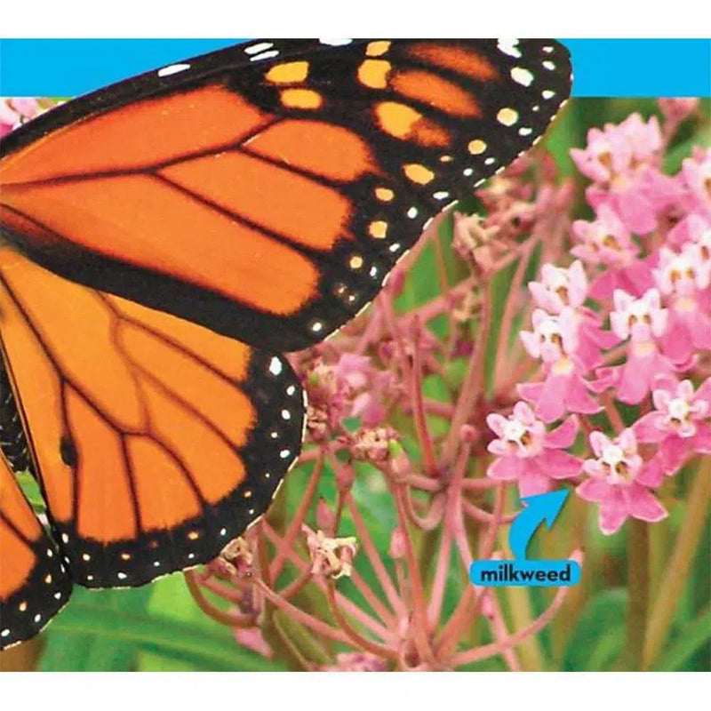 NGK Look and Learn: Caterpillar to Butterfly (Board Book) National Geographic