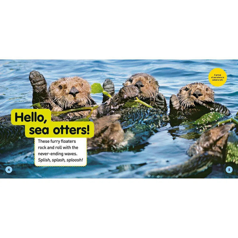 NGK Explore My World: Sea Otters National Geographic