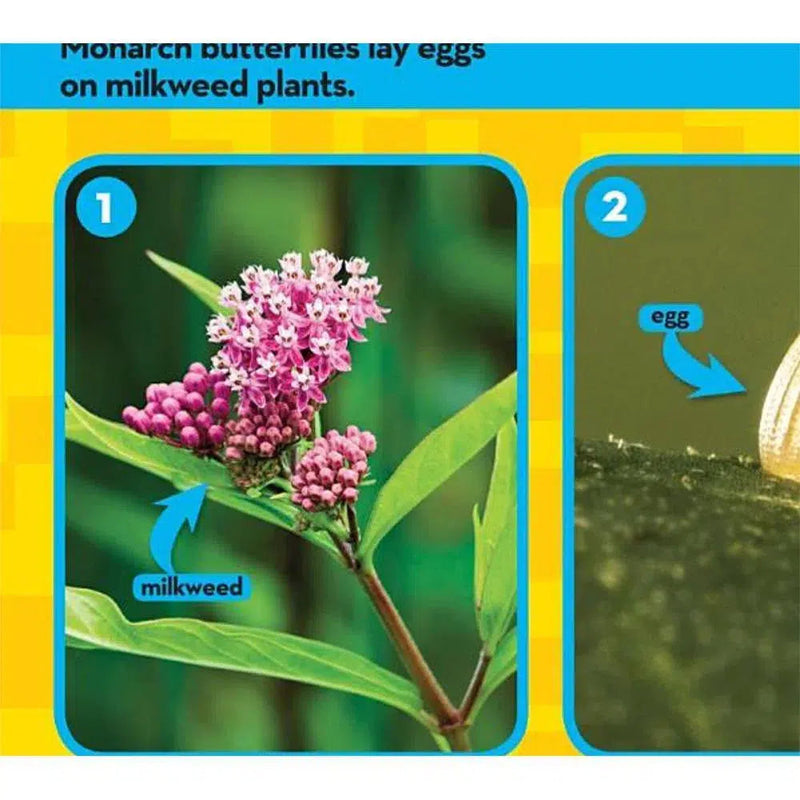 NGK Look and Learn: Caterpillar to Butterfly (Board Book) National Geographic