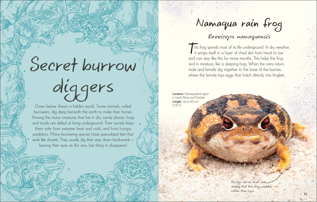 An Anthology of Frogs and Toads interior 1 (ISBN 9780241836163) [onix-asset:7226a12cdc2c90238591e598883d53c2d96cae7d8c498df64c350b59943708f1]