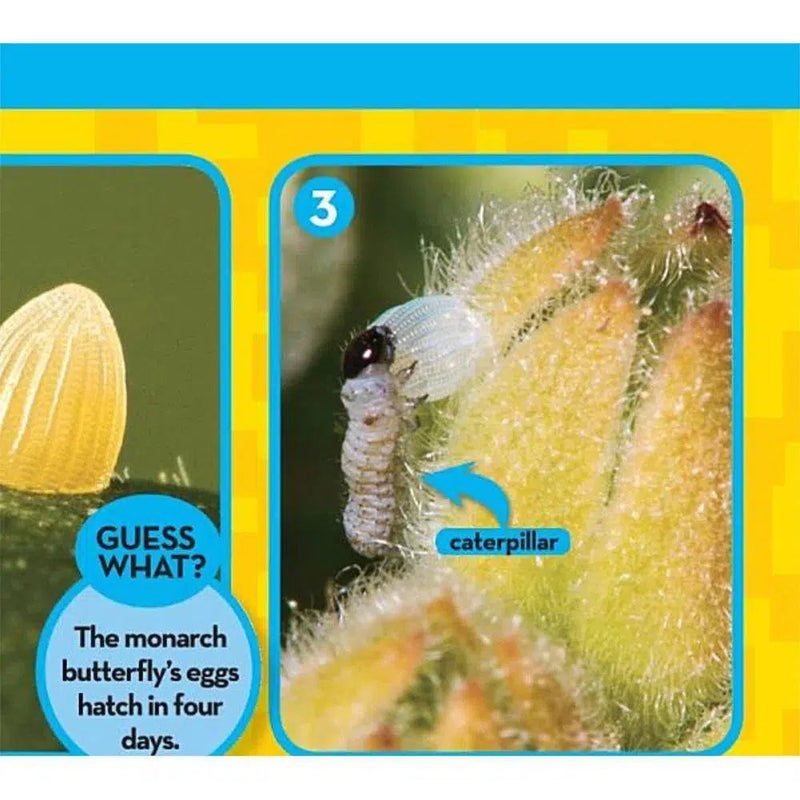 NGK Look and Learn: Caterpillar to Butterfly (Board Book) National Geographic