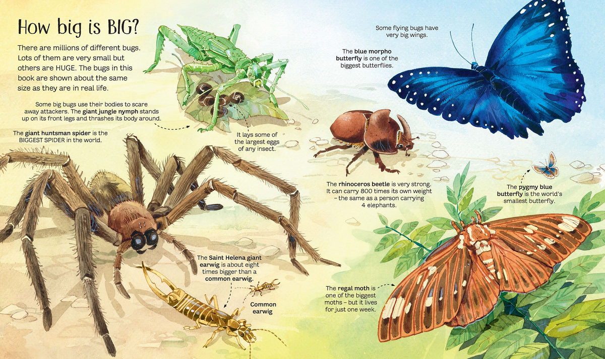 Big Book of Bugs interior 1 (ISBN 9781474928960) [onix-asset:484a807bb755f520cb373579b4f5a580c348df63a90611114902aafeb52bb7fb]