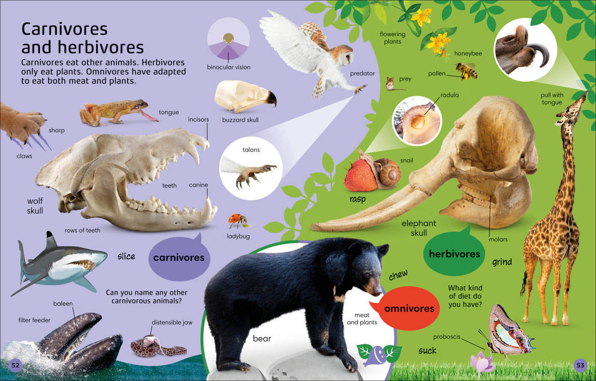 1000 Animal Words interior 2 (ISBN 9780744069945) [onix-asset:dbfe34d859115ee6f77083667799361e2b2c8ffcdba3cf6195b86f5ce448fb5b]