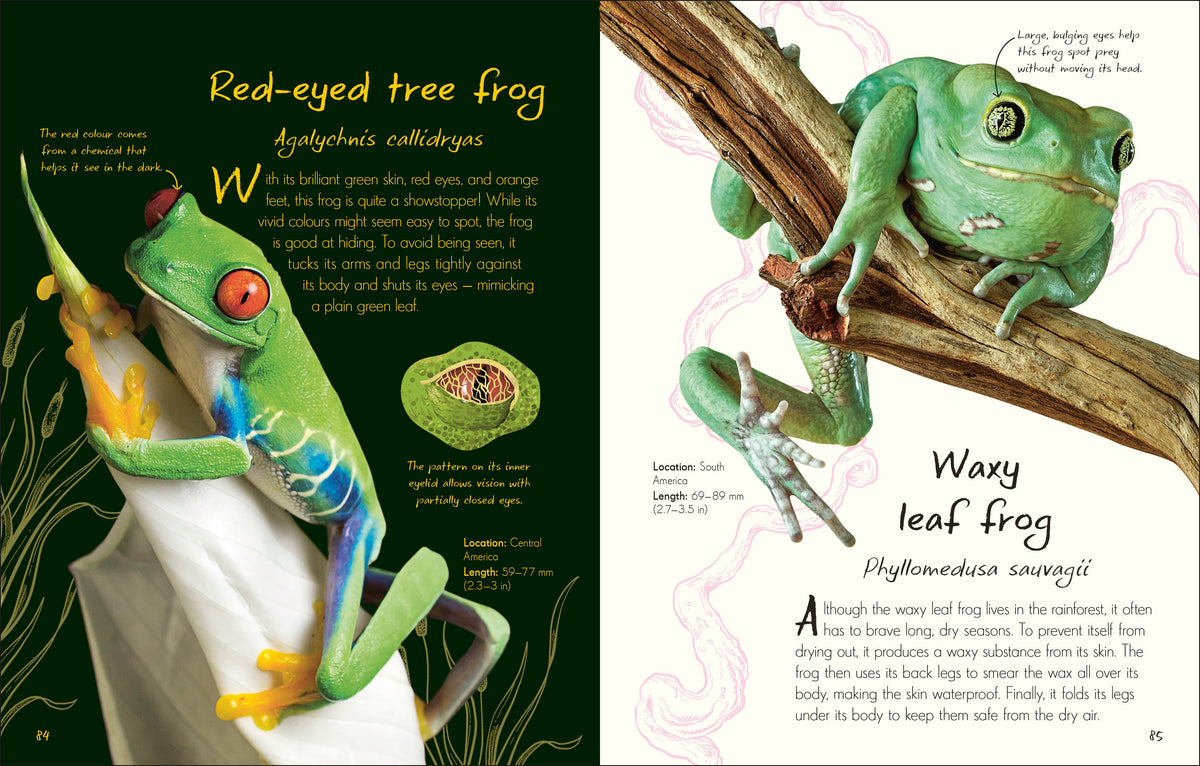 An Anthology of Frogs and Toads interior 1 (ISBN 9780241836163) [onix-asset:a11e2ec42c01b409da7246ba7d30a04e8d2f9bdac9f919a78ae917c02f04689d]