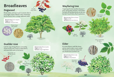 Spotter's Guides: Trees interior 1 (ISBN 9781805073000) [onix-asset:85a22baa8167e424d8ed57b152d526c0d090e4d9539334e5eab42f413048bc12]