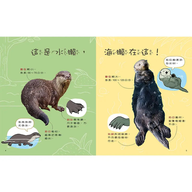 動物比一比1-Children’s / Teenage general interest: Nature and animals-買書書 BuyBookBook