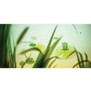 青蛙哥哥的美夢-Children's picture books-買書書 BuyBookBook