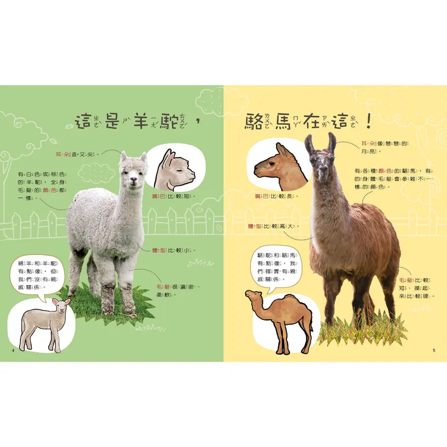 動物比一比2-Children’s / Teenage general interest: Nature and animals-買書書 BuyBookBook