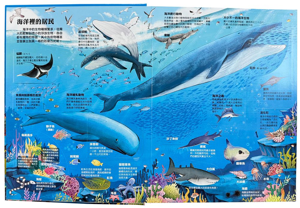 大知識大百科3D立體書——大海洋