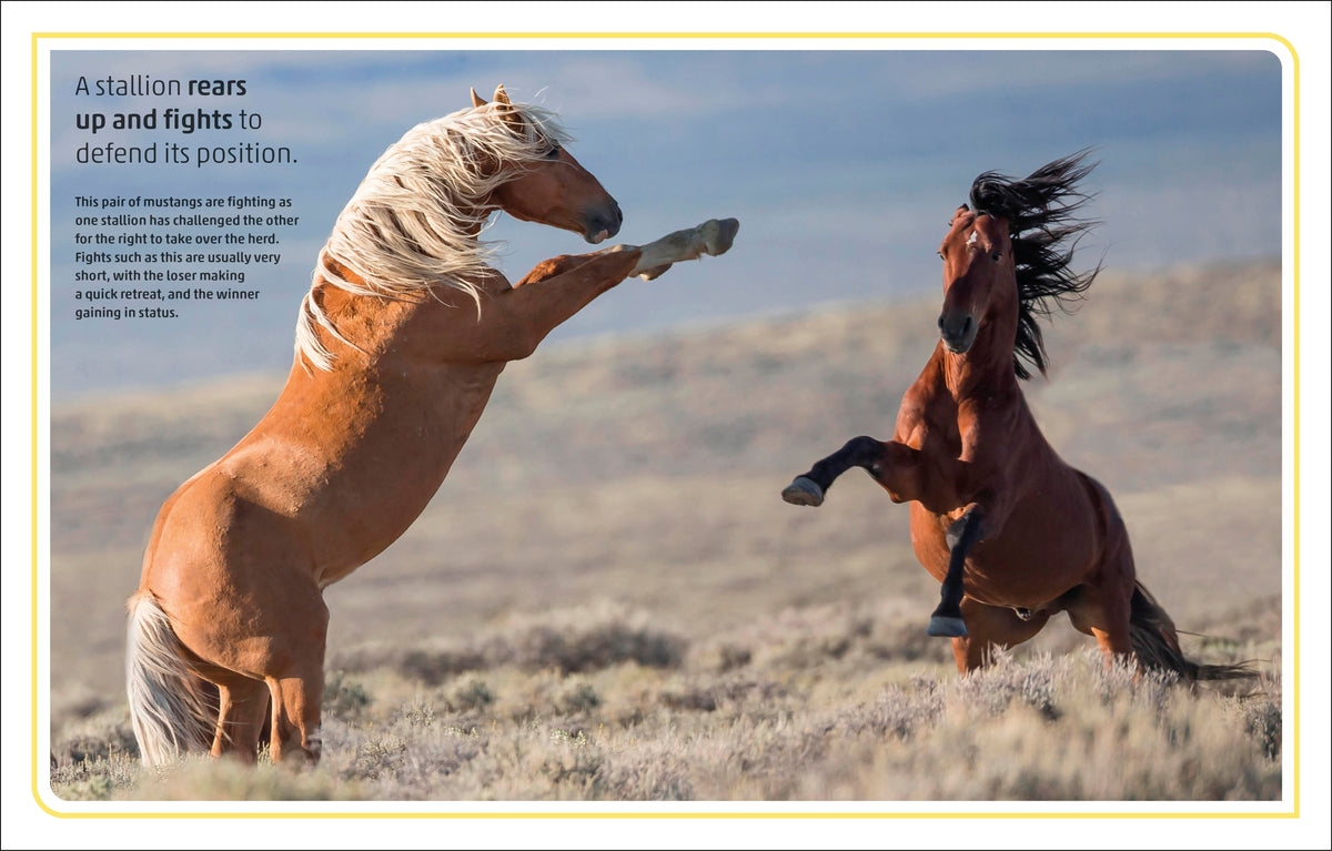 Horses & Ponies interior 4 (ISBN 9780241446638) [onix-asset:6d70dfb941ac8d699e9a6b6c0ac3eb118f10bb008025610318cc6cce73aa07d7]