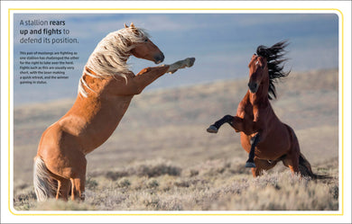 Horses & Ponies interior 4 (ISBN 9780241446638) [onix-asset:6d70dfb941ac8d699e9a6b6c0ac3eb118f10bb008025610318cc6cce73aa07d7]