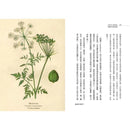 尼采忘了他的傘 -那些你沒聽過的生活、文學、歷史、藝術中的傘-非故事: 歷史戰爭 History & War-買書書 BuyBookBook