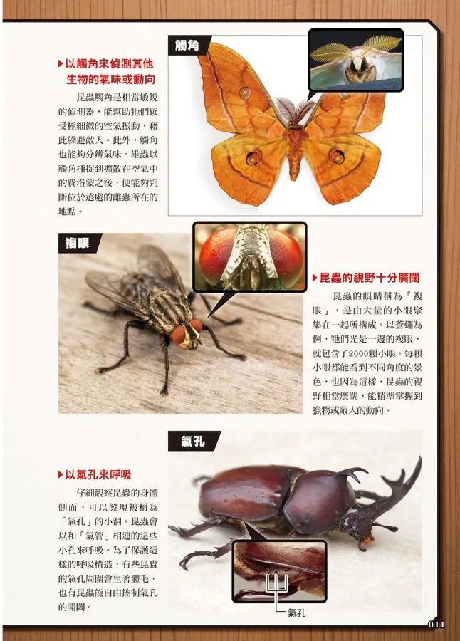 最強戰鬥5 超酷昆蟲 最強王者大戰圖鑑 (小野展嗣)-Children’s / Teenage general interest: Nature and animals-買書書 BuyBookBook