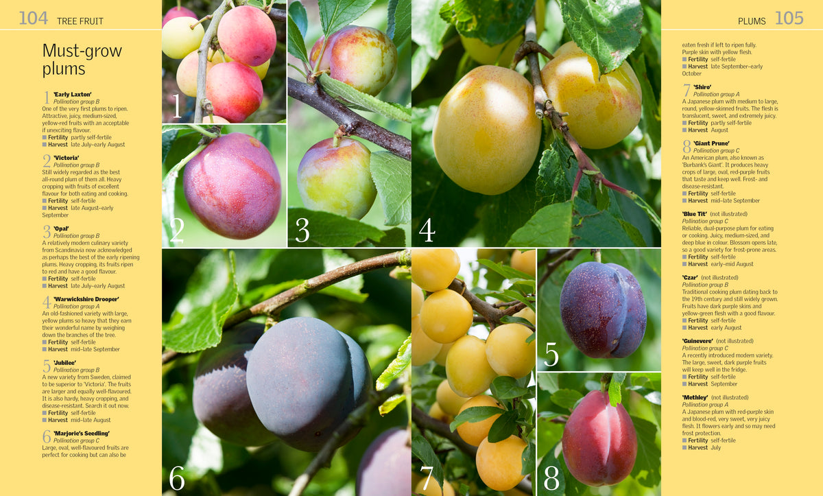 Grow Fruit interior 2 (ISBN 9780241239117) [onix-asset:9532ac66e7a17665398d90116bfbee23ad3b32758a8b3f1e59f5ebaefd2d4697]