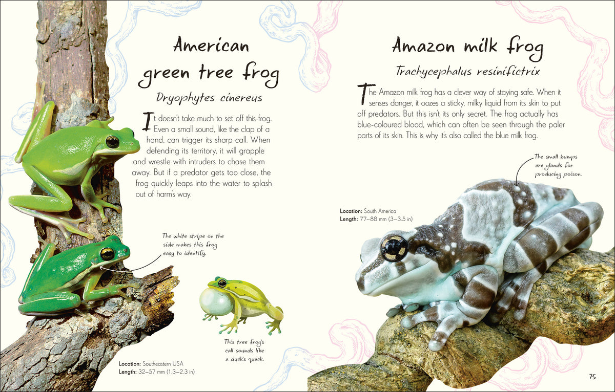 An Anthology of Frogs and Toads interior 1 (ISBN 9780241836163) [onix-asset:33befc55c8ad5deb29f654856d882da97211022692f045e9fd79bc41f7168d73]