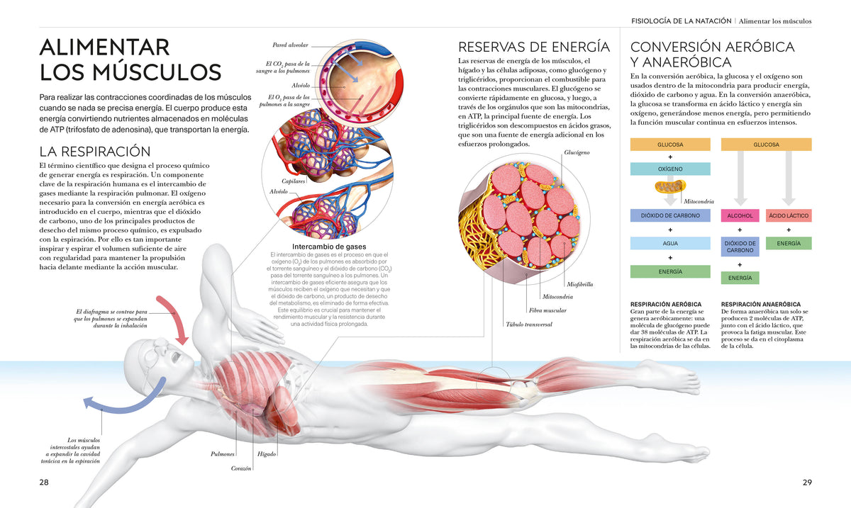 Natación (Science of Swimming) interior 1 (ISBN 9798217135332) [onix:e8b3ba5089d43b5da597987ab2e5c3a2]