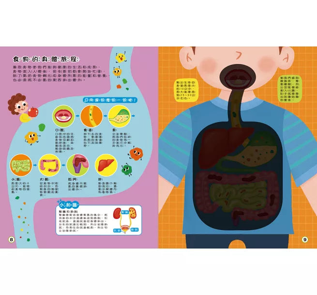 探照燈找一找：透視身體大解密