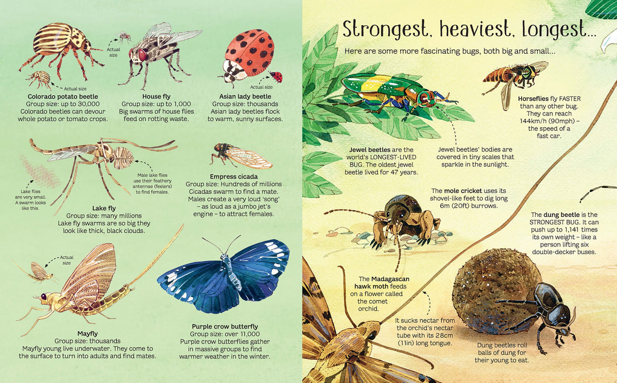 Big Book of Bugs interior 1 (ISBN 9781474928960) [onix-asset:a8e028ca8a2c04ffbc418b054e1d4bebeeb24b2e3d8a1049b512b26f606acaa1]