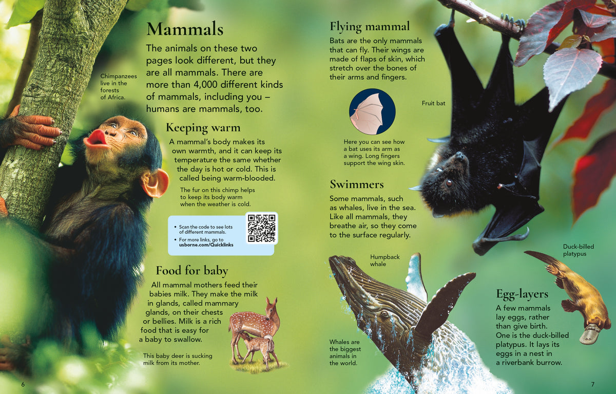 First Encyclopedia of Animals interior 1 (ISBN 9781836041641) [onix-asset:6ca2b72a329e86aca4230934d03dbebfe101e03d0eda313dae7adad4ebd283e6]