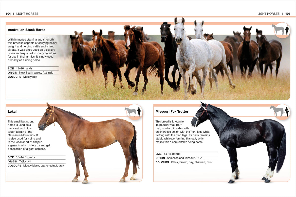Pocket Eyewitness Horses interior 4 (ISBN 9780241343661) [onix-asset:a29af345f02987f219f99fcff6208177dc92b6f6fb38aaa658fcdb1a8e06864f]