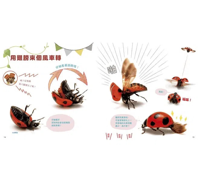 小昆蟲大舞臺-非故事: 動物植物 Animal & Plant-買書書 BuyBookBook