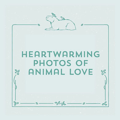 You're a Good Friend, Capybara