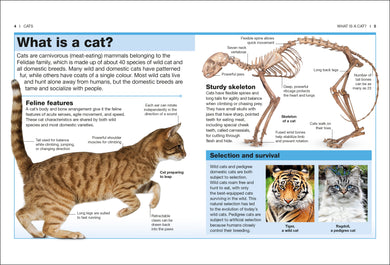 Cats interior 1 (ISBN 9780241413012) [onix-asset:aa59ac8192aba1daf7b550c98c217ea47ebeaf64fdb42b17336043763c528dc1]