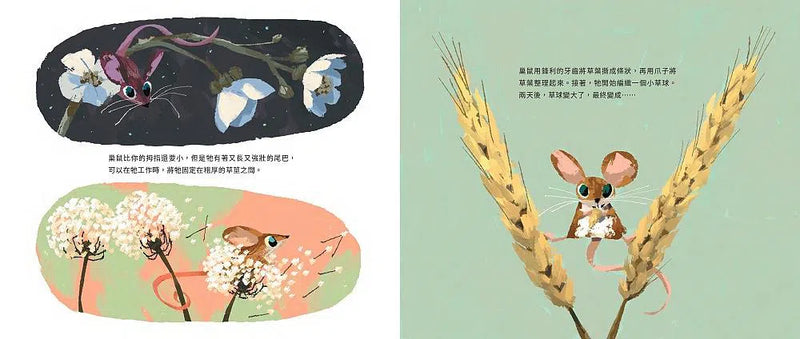上天下海，動物蓋房子-故事: 兒童繪本 Picture Books-買書書 BuyBookBook