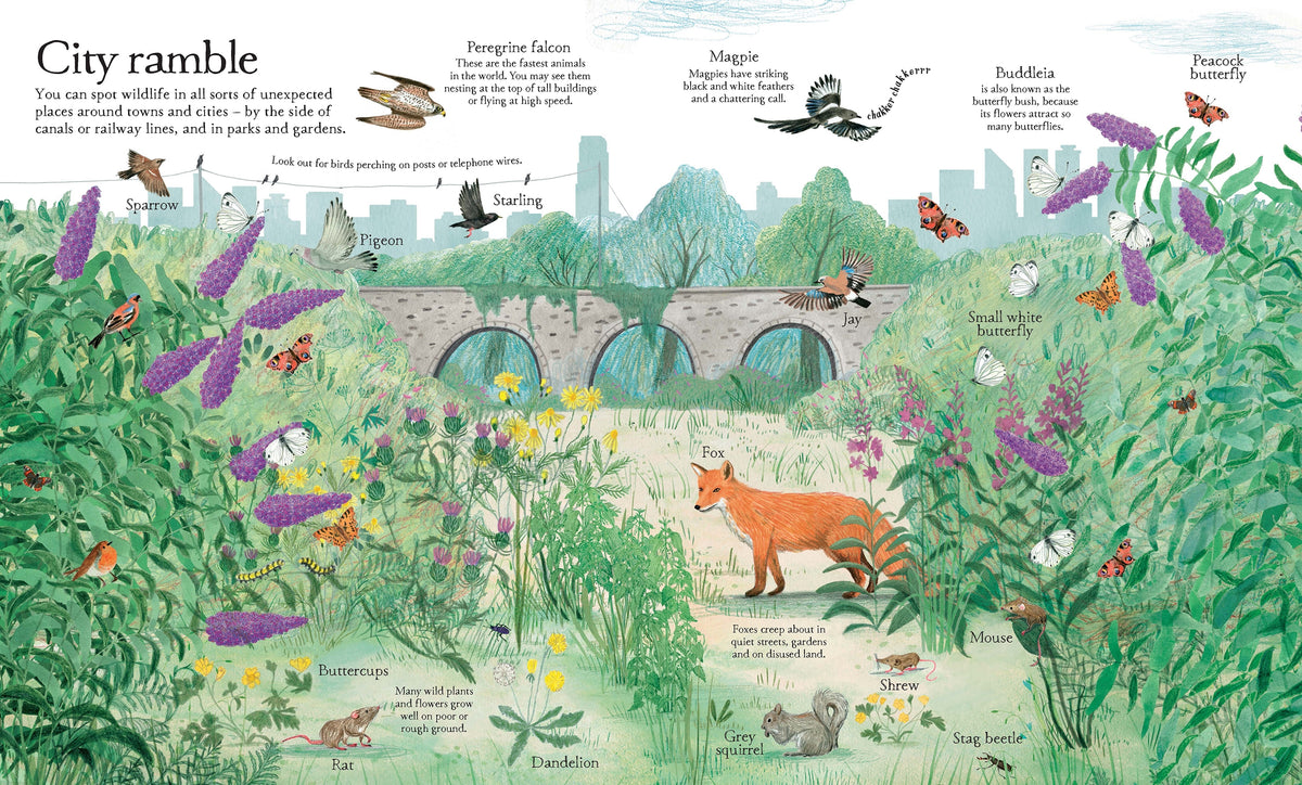 Big Picture Book Outdoors interior 1 (ISBN 9781409598732) [onix-asset:252b2c69e0b7ab953f3f4ca592d1287b0978a1ea6135909271fd555db49d611f]